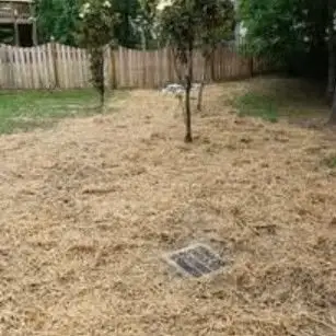 Brown lawn, dead grass with a drain cover, fence in background, trees.